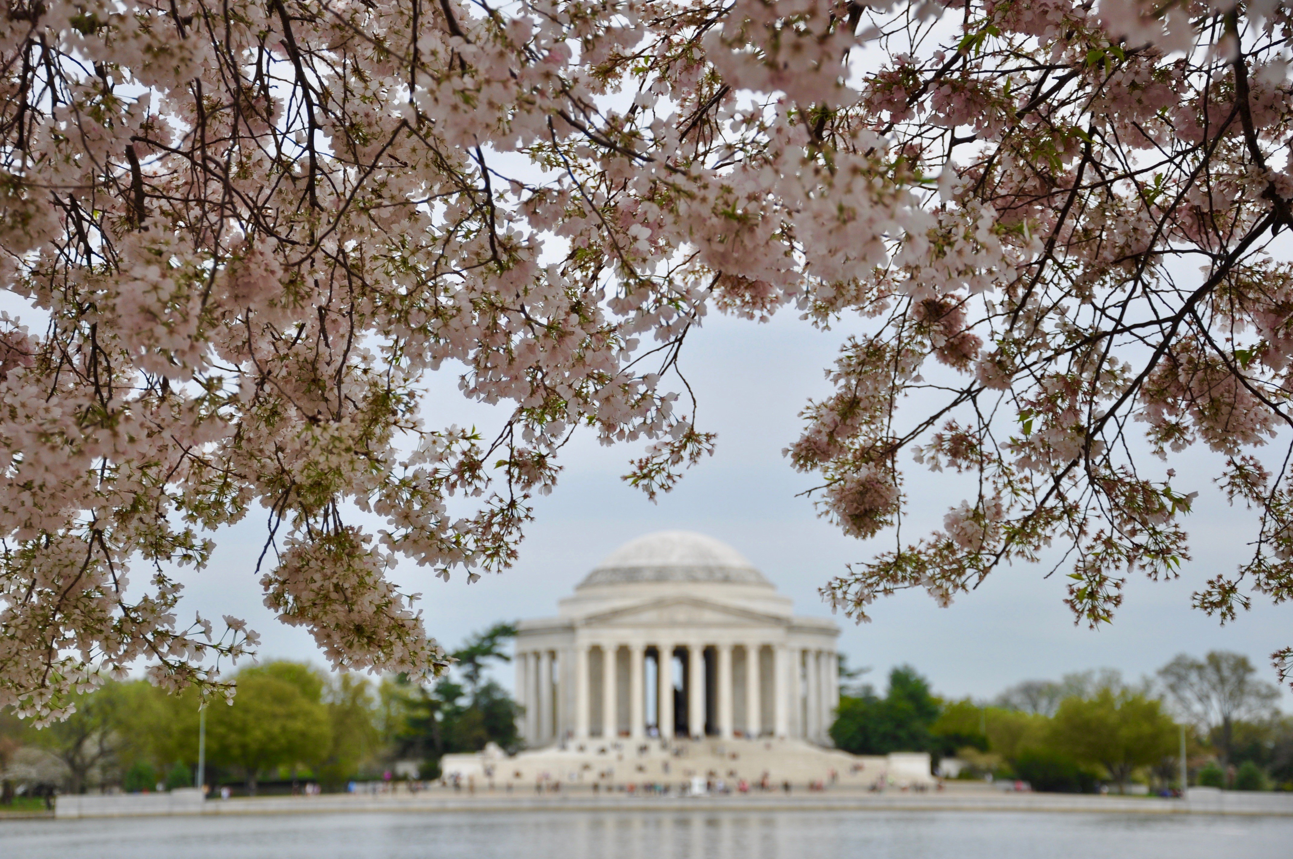 2019 Photo Memorial Tree Daytime (1)
