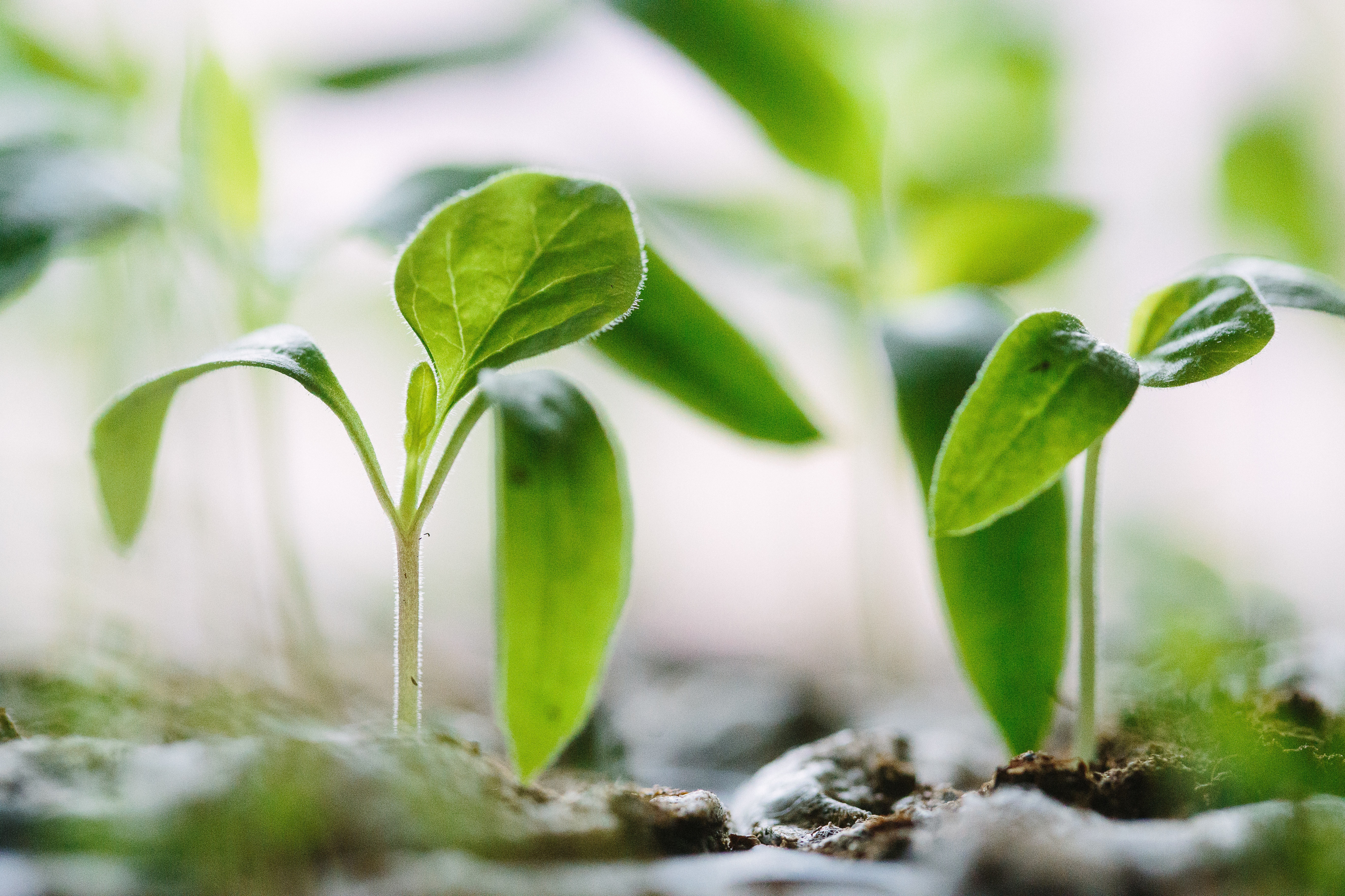 Photo Plant Growth 01
